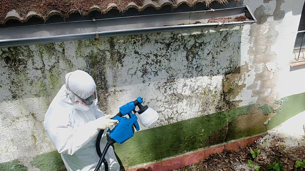 Top rated local Mold Testing specialists in Decatur, MI